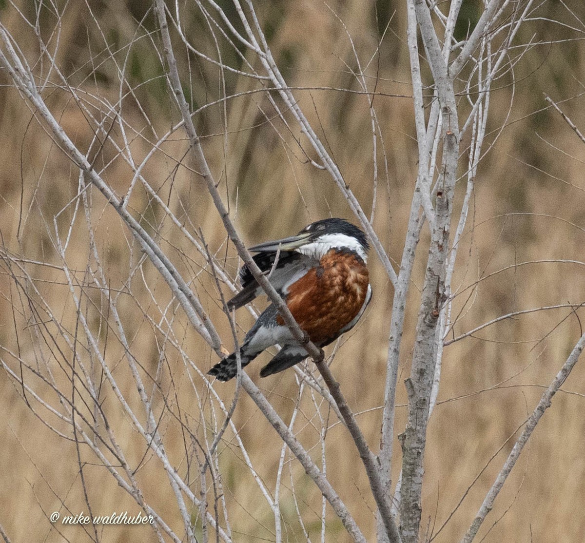 Ringed Kingfisher - ML432158081