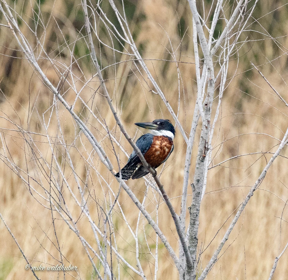 Ringed Kingfisher - ML432158091