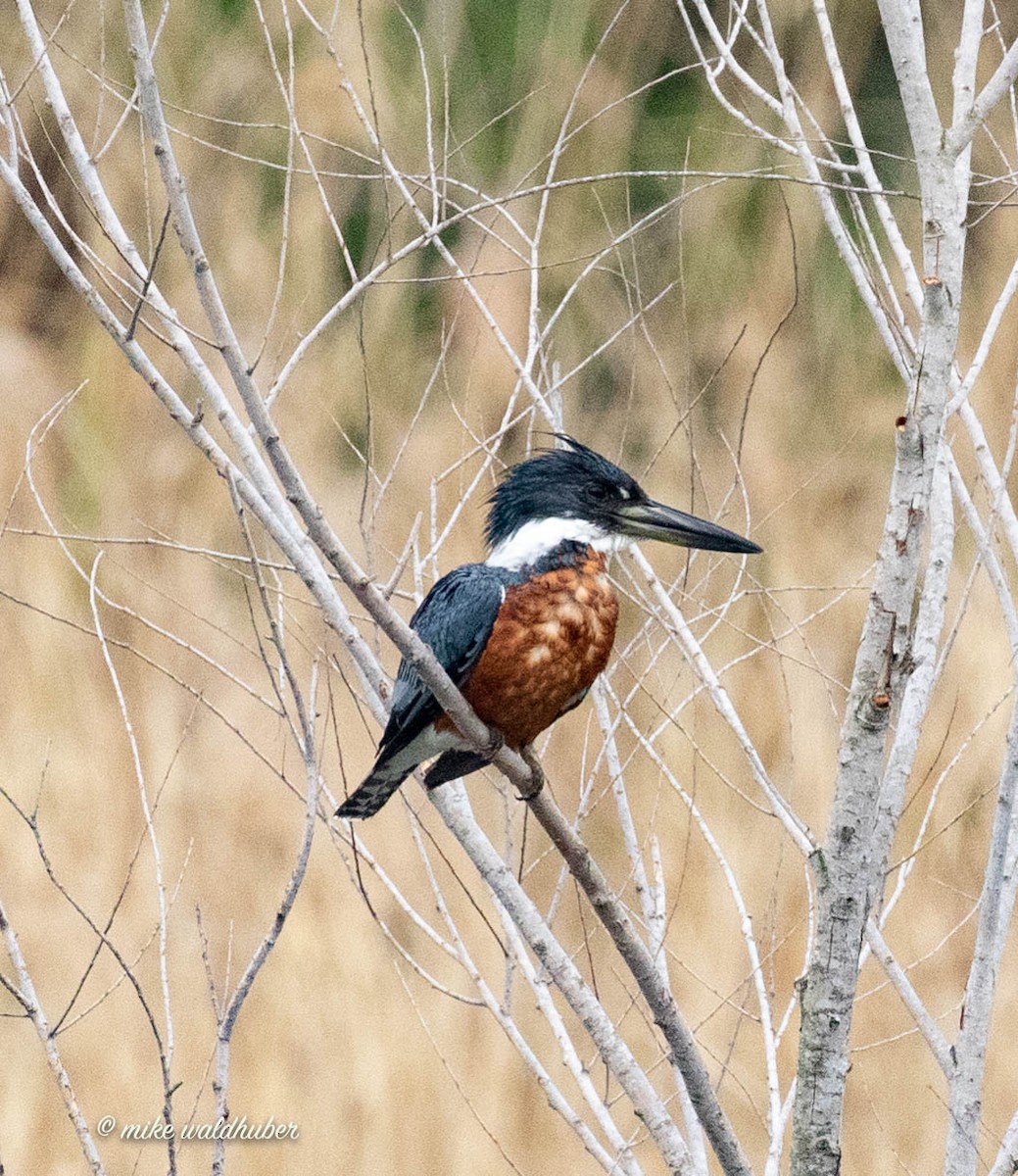 Ringed Kingfisher - ML432158101