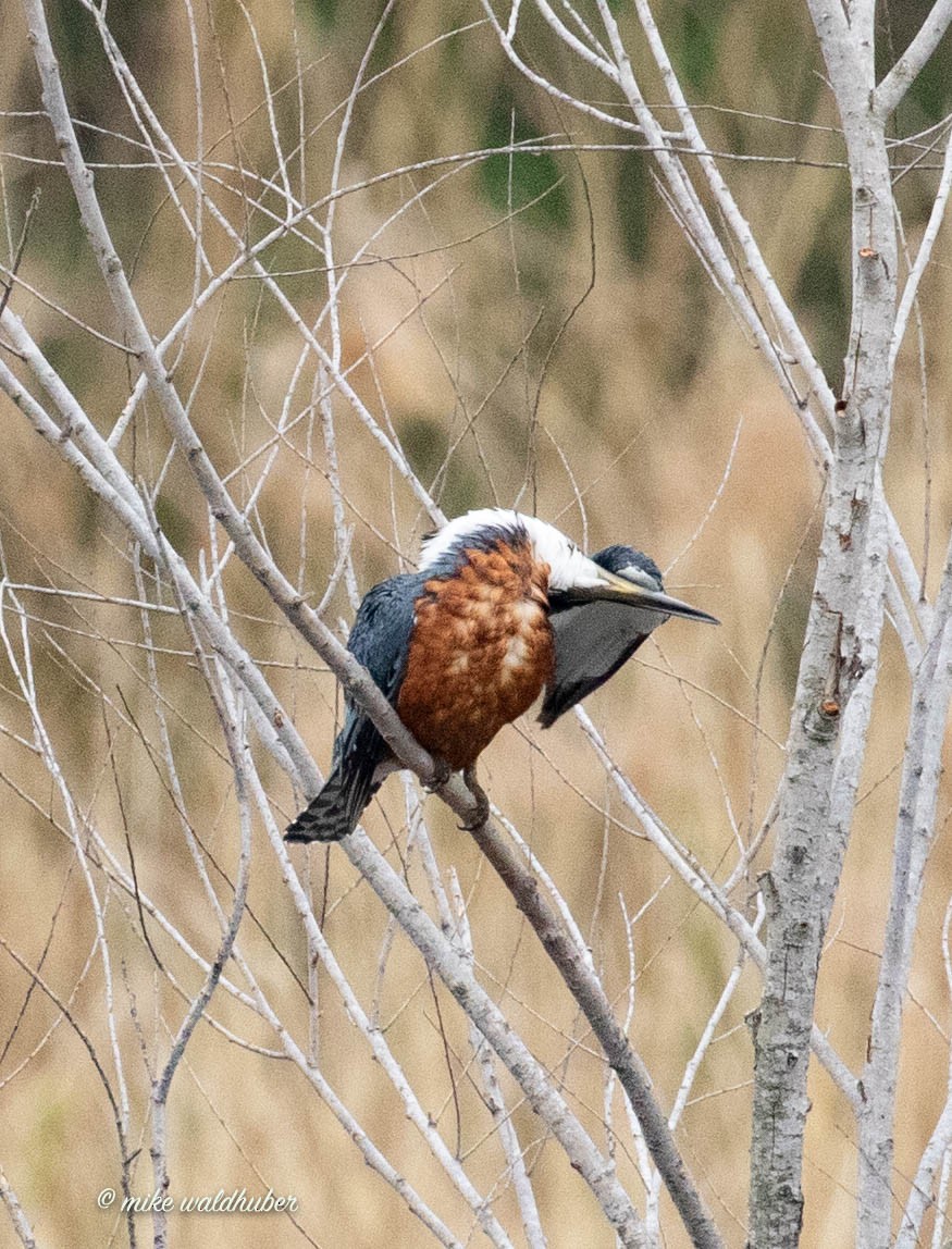 Ringed Kingfisher - ML432158131