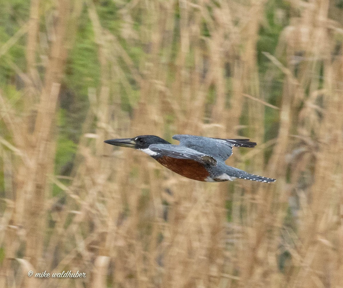 Ringed Kingfisher - ML432158141