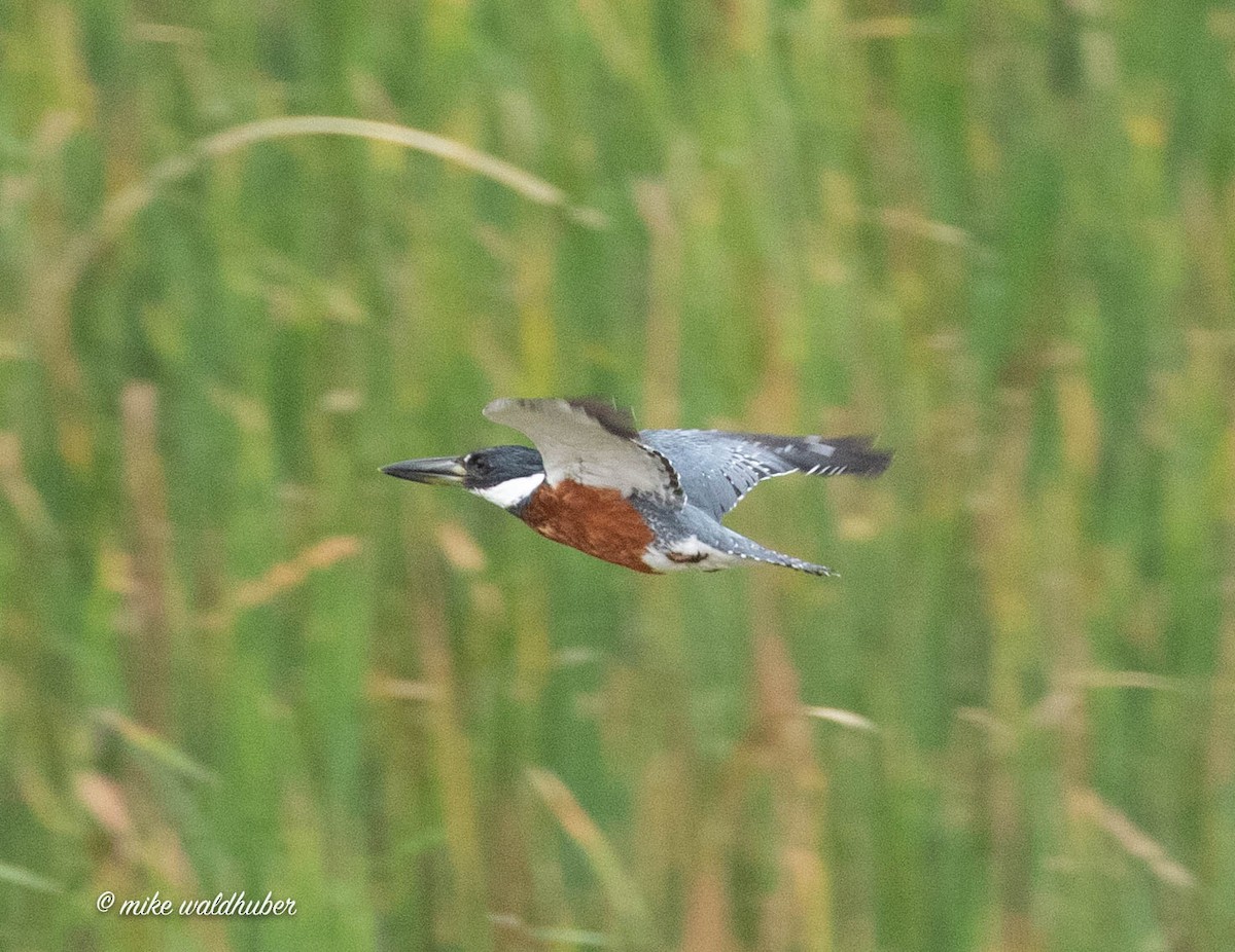 Ringed Kingfisher - ML432158151