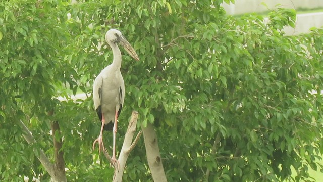 Asian Openbill - ML432158271