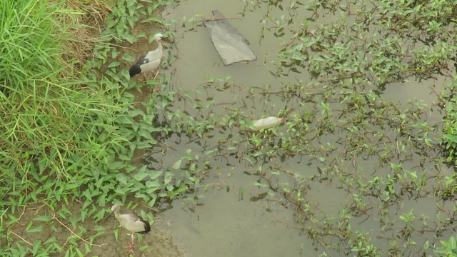 Asian Openbill - ML432158371