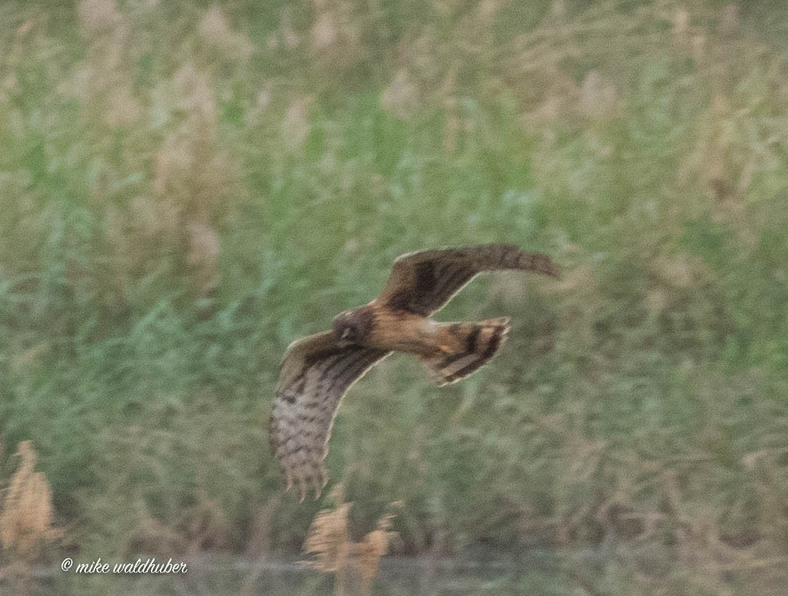 Northern Harrier - ML432160151