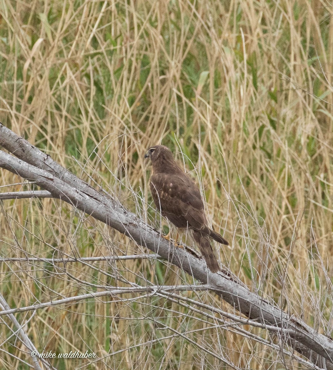 Northern Harrier - ML432160211