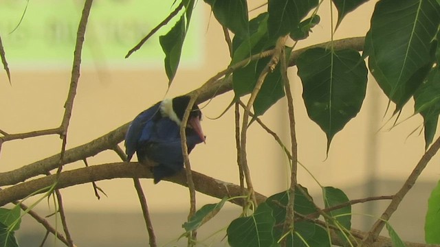 Black-capped Kingfisher - ML432160531