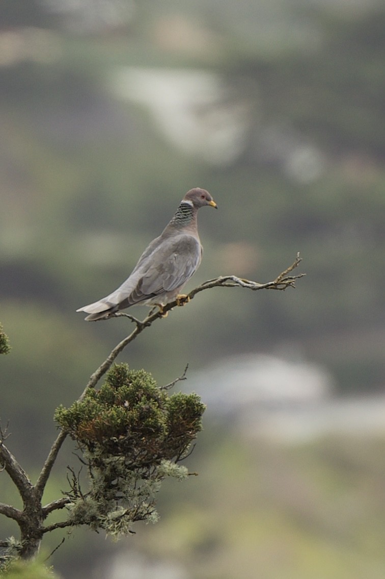 Band-tailed Pigeon - ML432161151