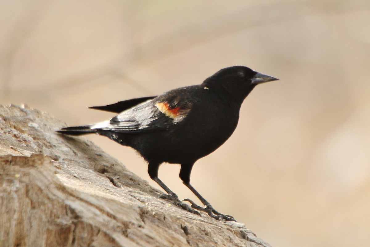 Red-winged Blackbird - ML432165241