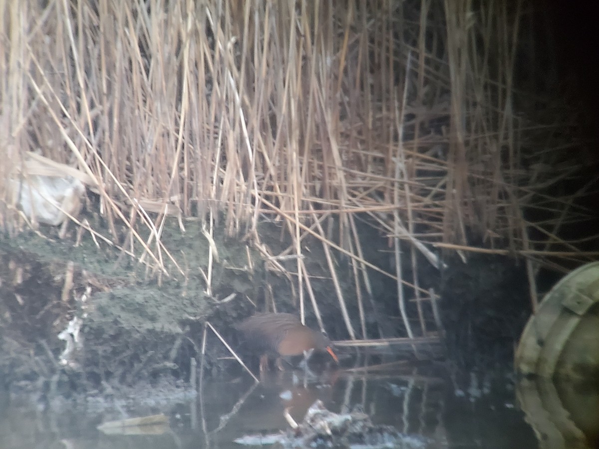 Virginia Rail (Virginia) - ML432166421