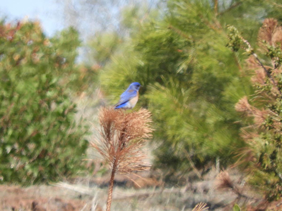 Western Bluebird - ML432168021