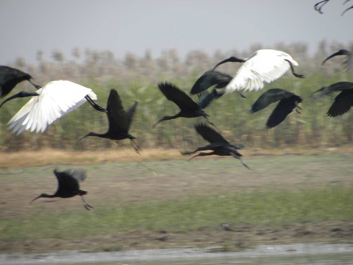 ibis černohlavý - ML432168951