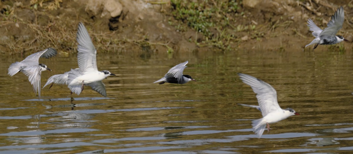 Whiskered Tern - ML432169301