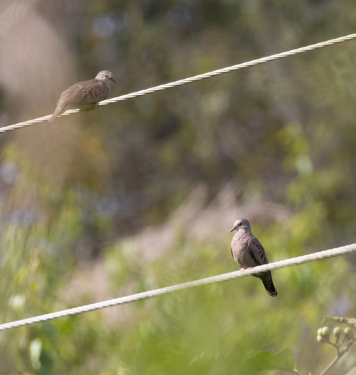 Common Ground Dove - ML432170441