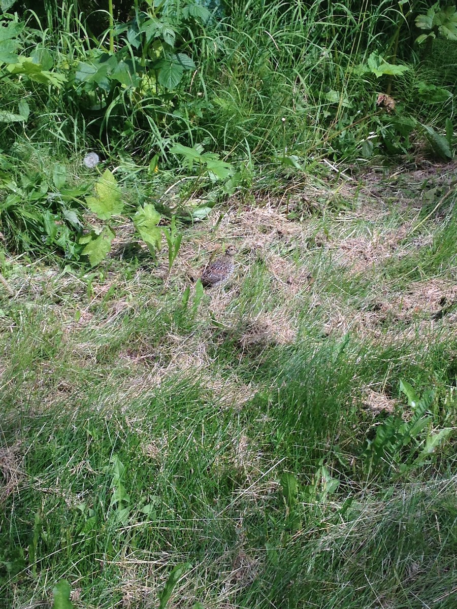 Spruce Grouse - ML432171351