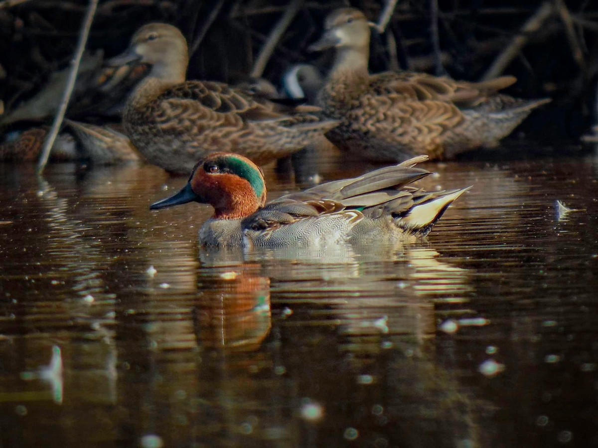 Green-winged Teal - ML432171381