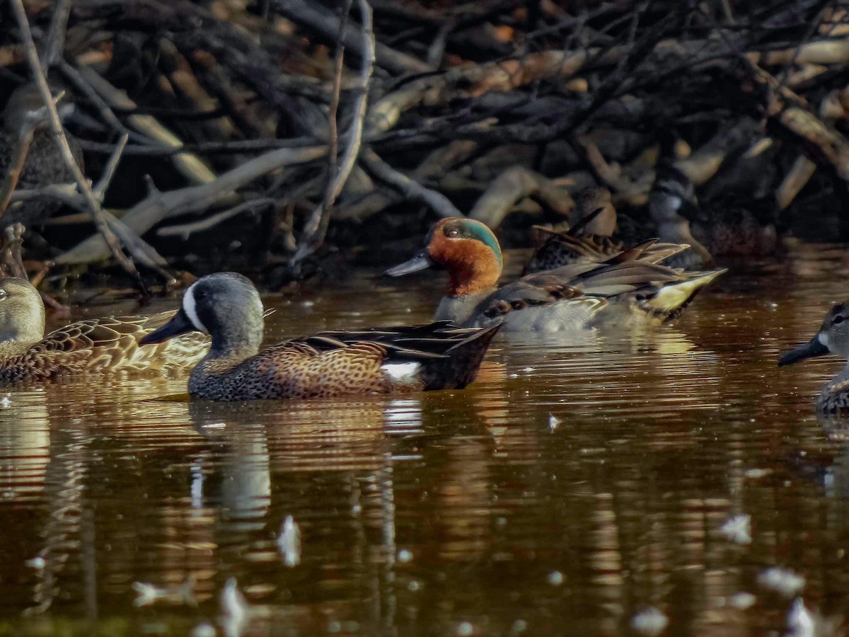 Green-winged Teal - ML432171391