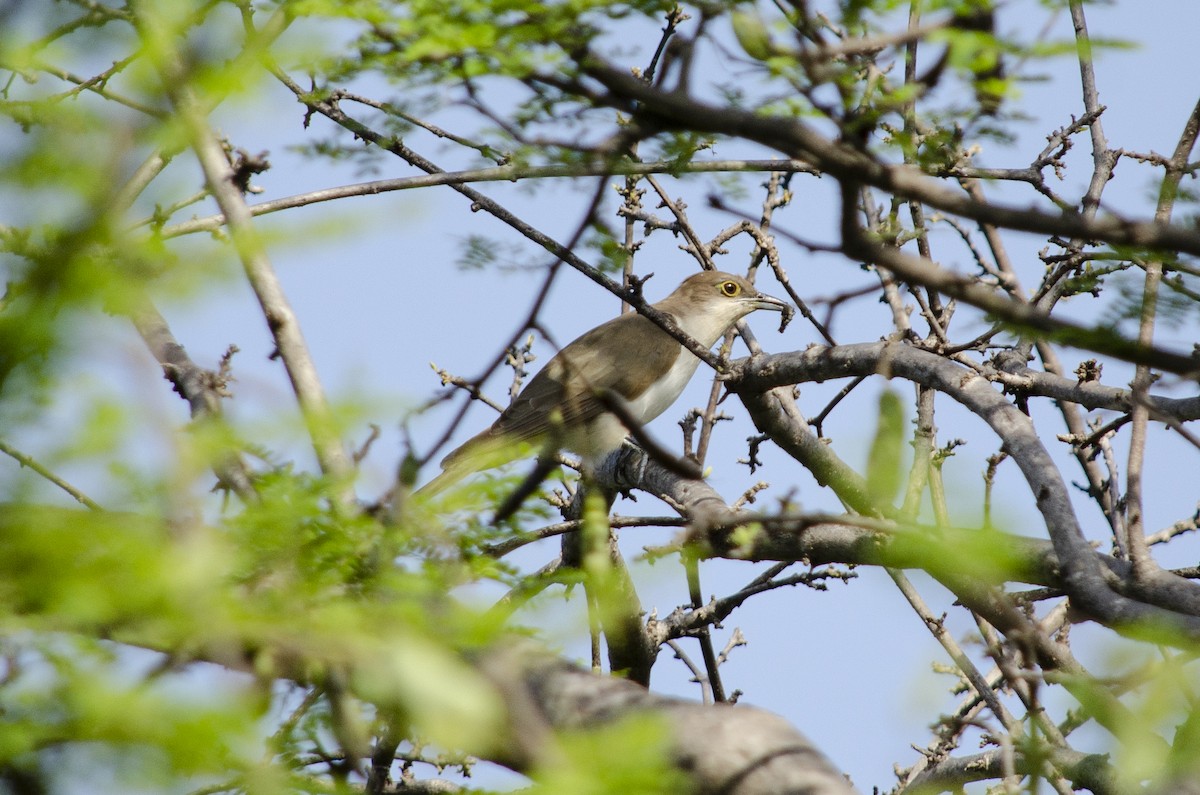 Black-billed Cuckoo - ML432171591