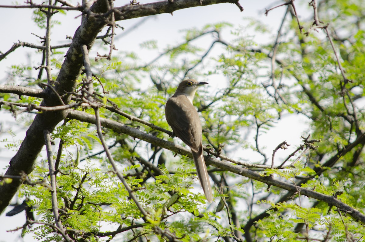 Schwarzschnabelkuckuck - ML432171601