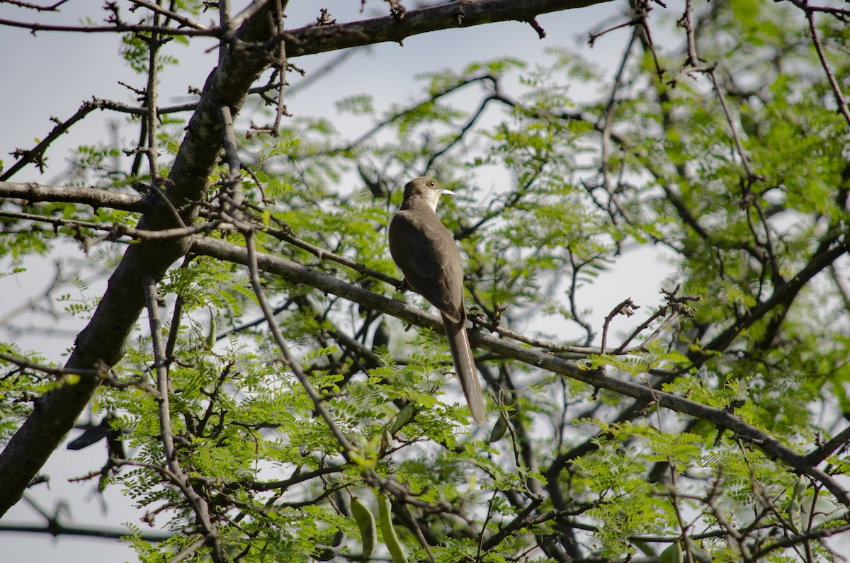 Black-billed Cuckoo - ML432171621