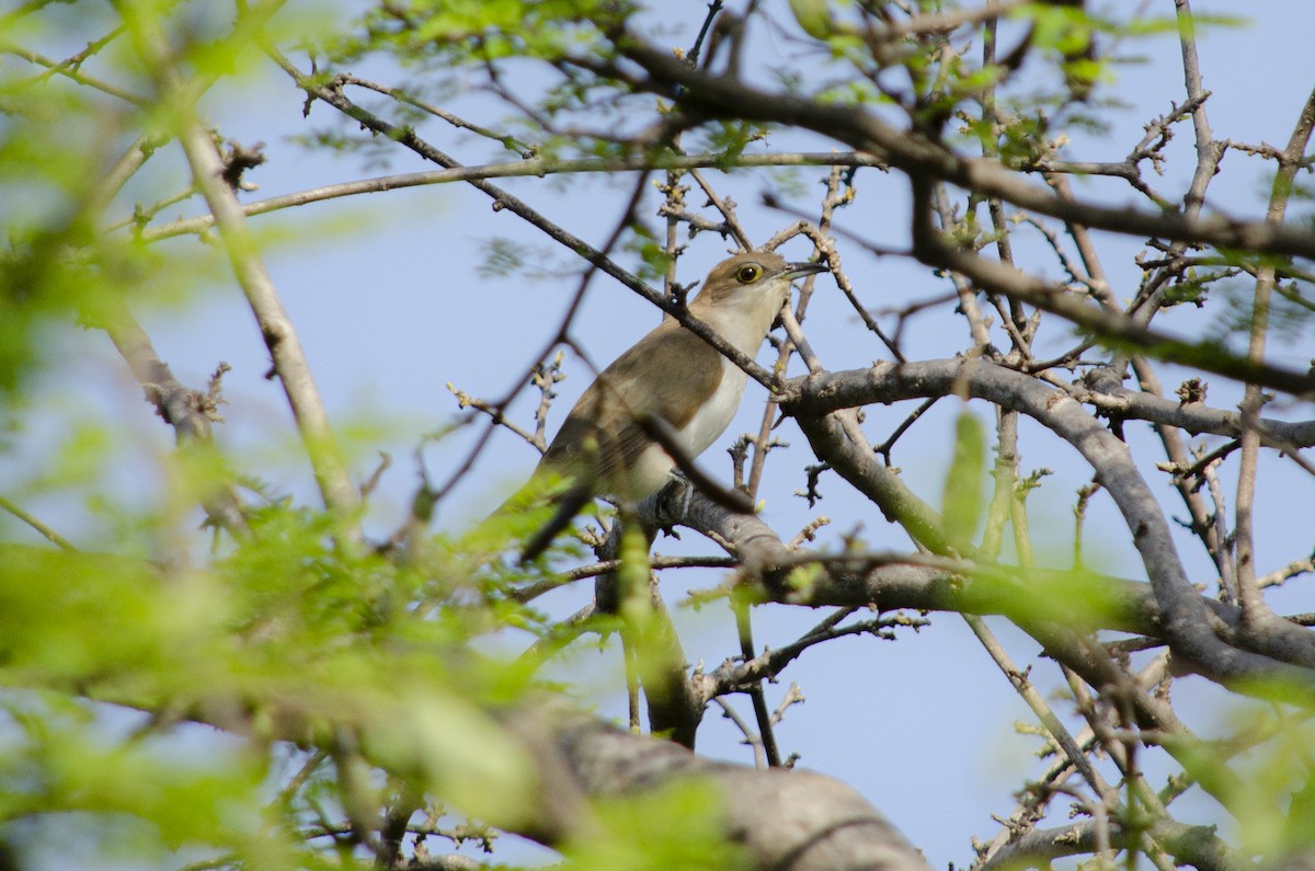 Black-billed Cuckoo - ML432172101