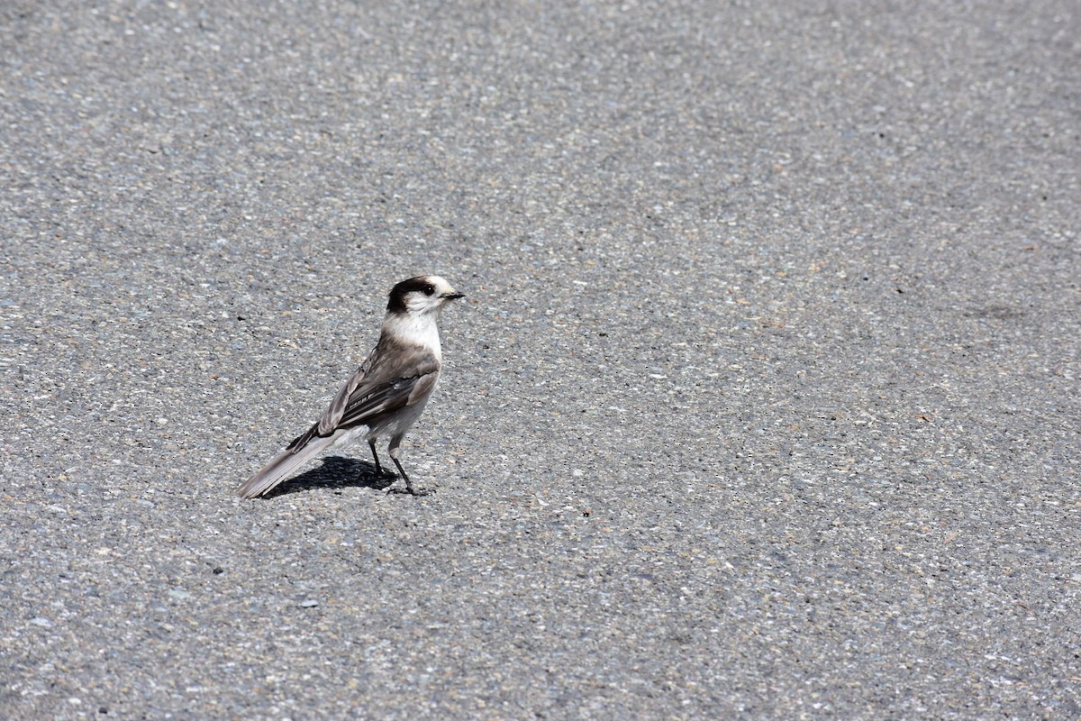 Canada Jay - ML432173741