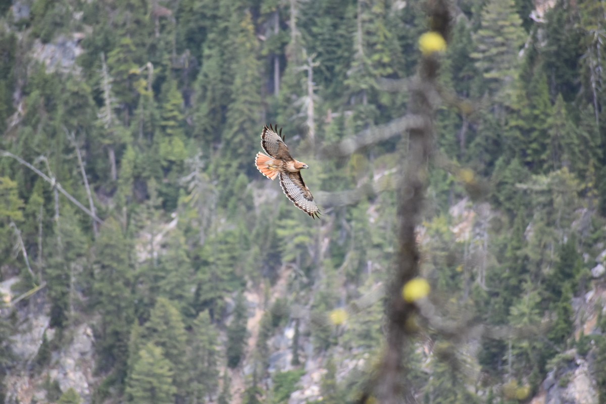 Red-tailed Hawk - ML432175561