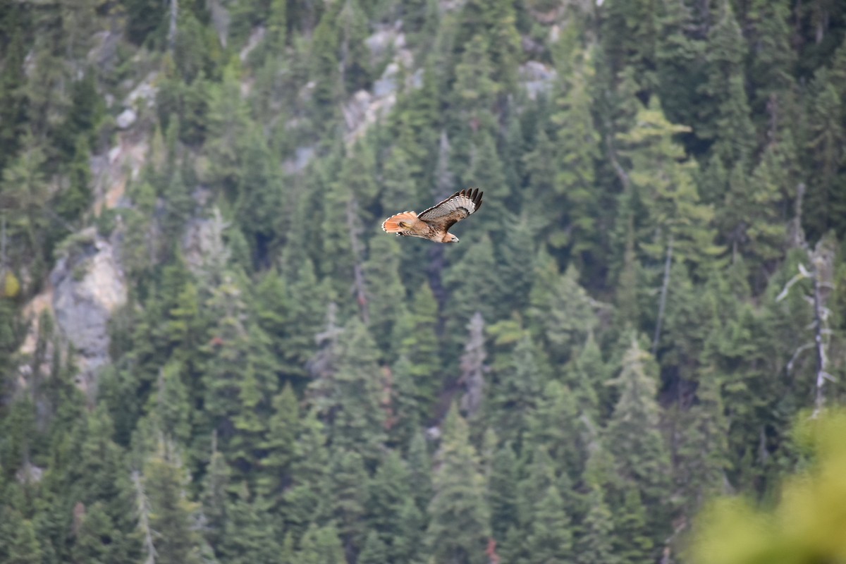 Red-tailed Hawk - Jack  DeMarais
