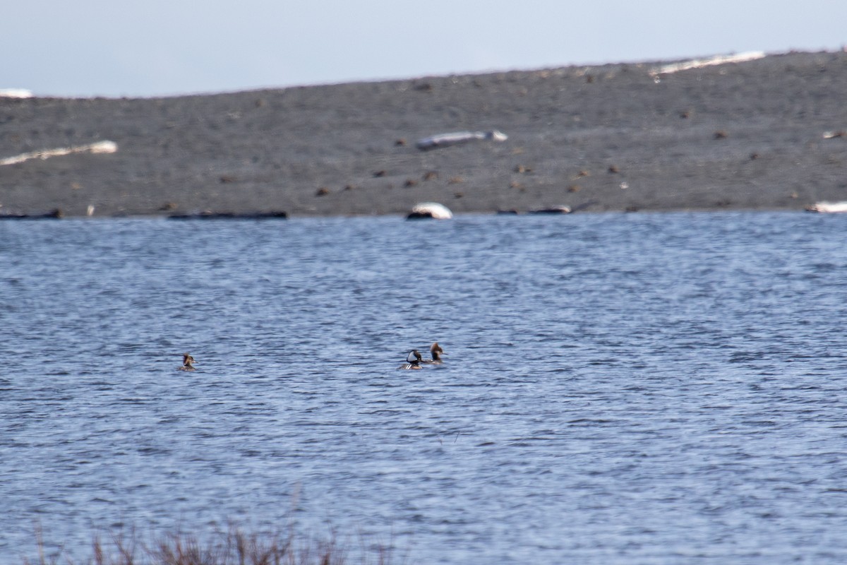 Hooded Merganser - ML432176001