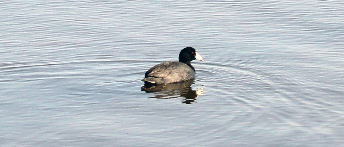 American Coot - ML432176061