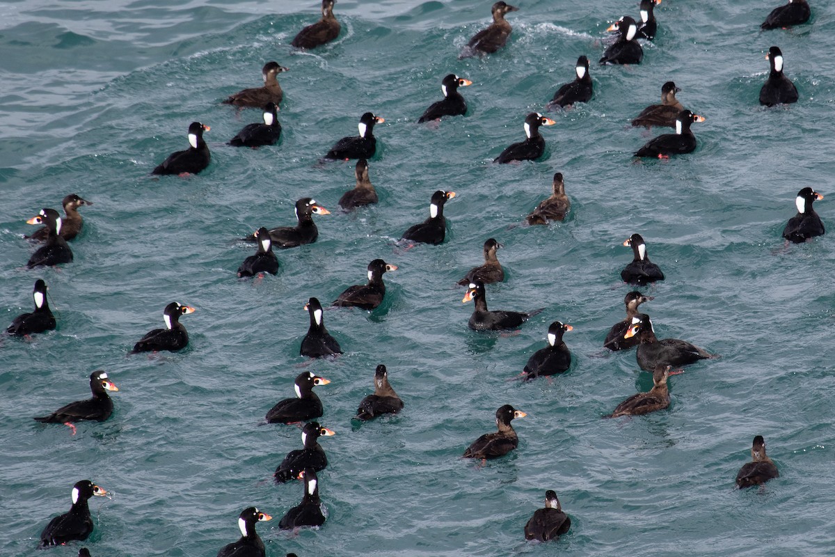 Surf Scoter - ML432176581