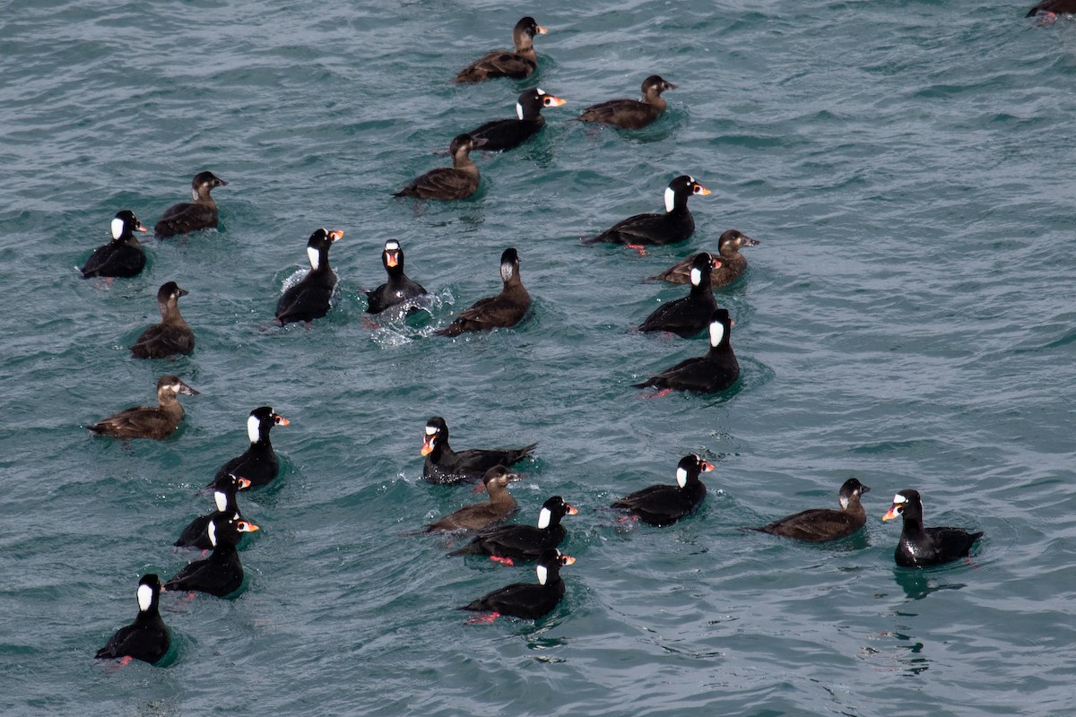 Surf Scoter - ML432176601