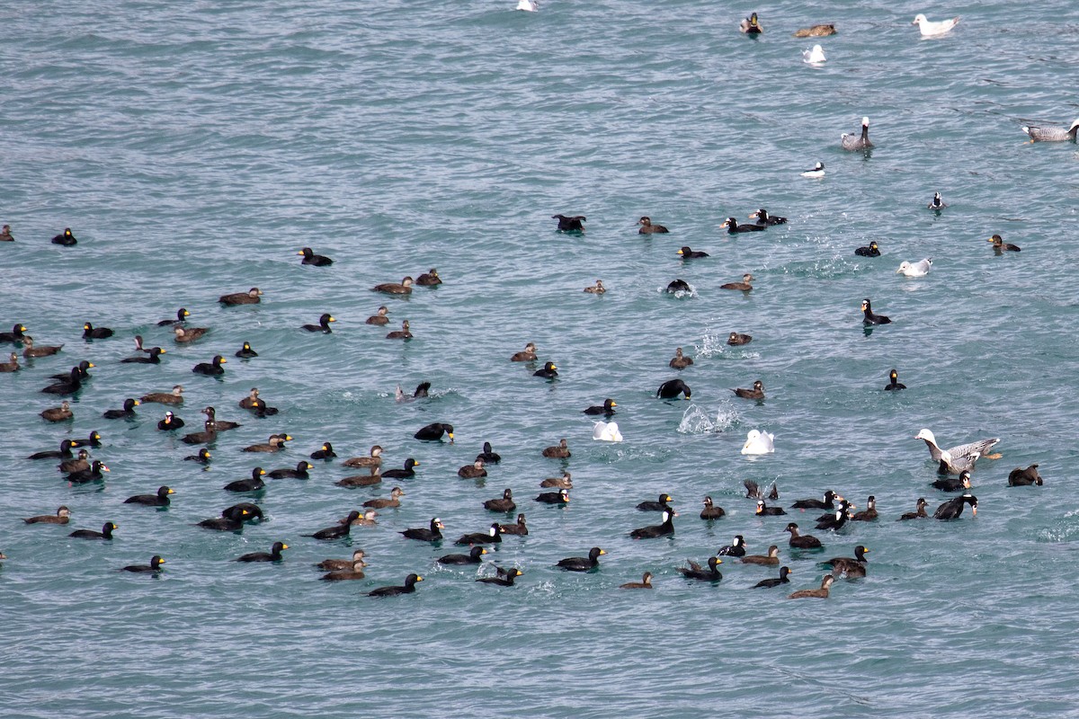 Black Scoter - Robin Corcoran