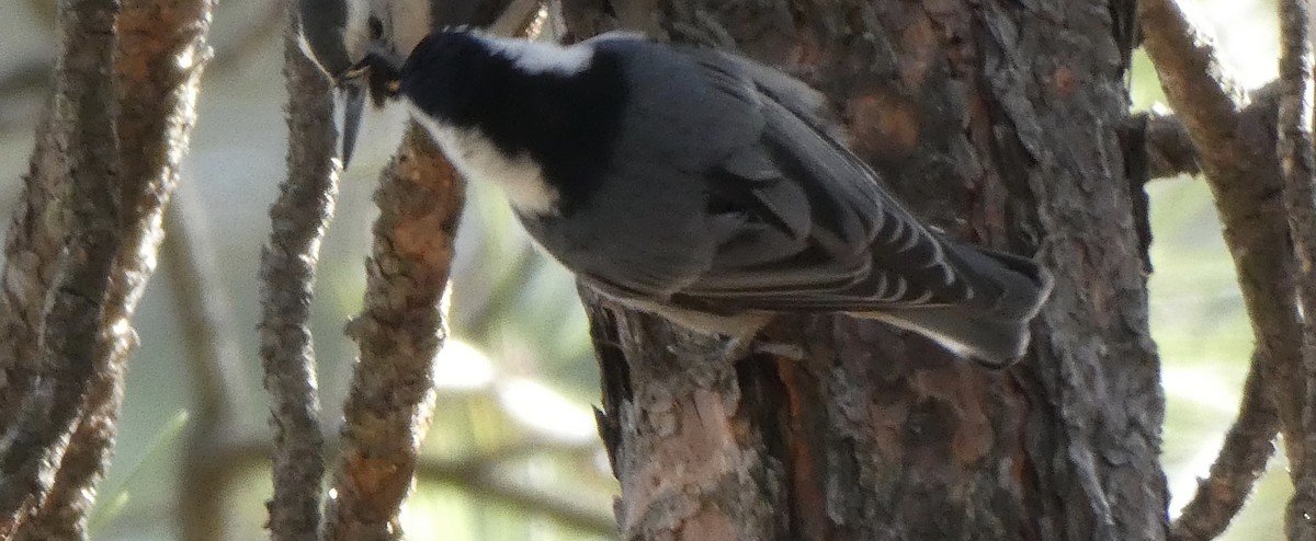 White-breasted Nuthatch - ML432178461