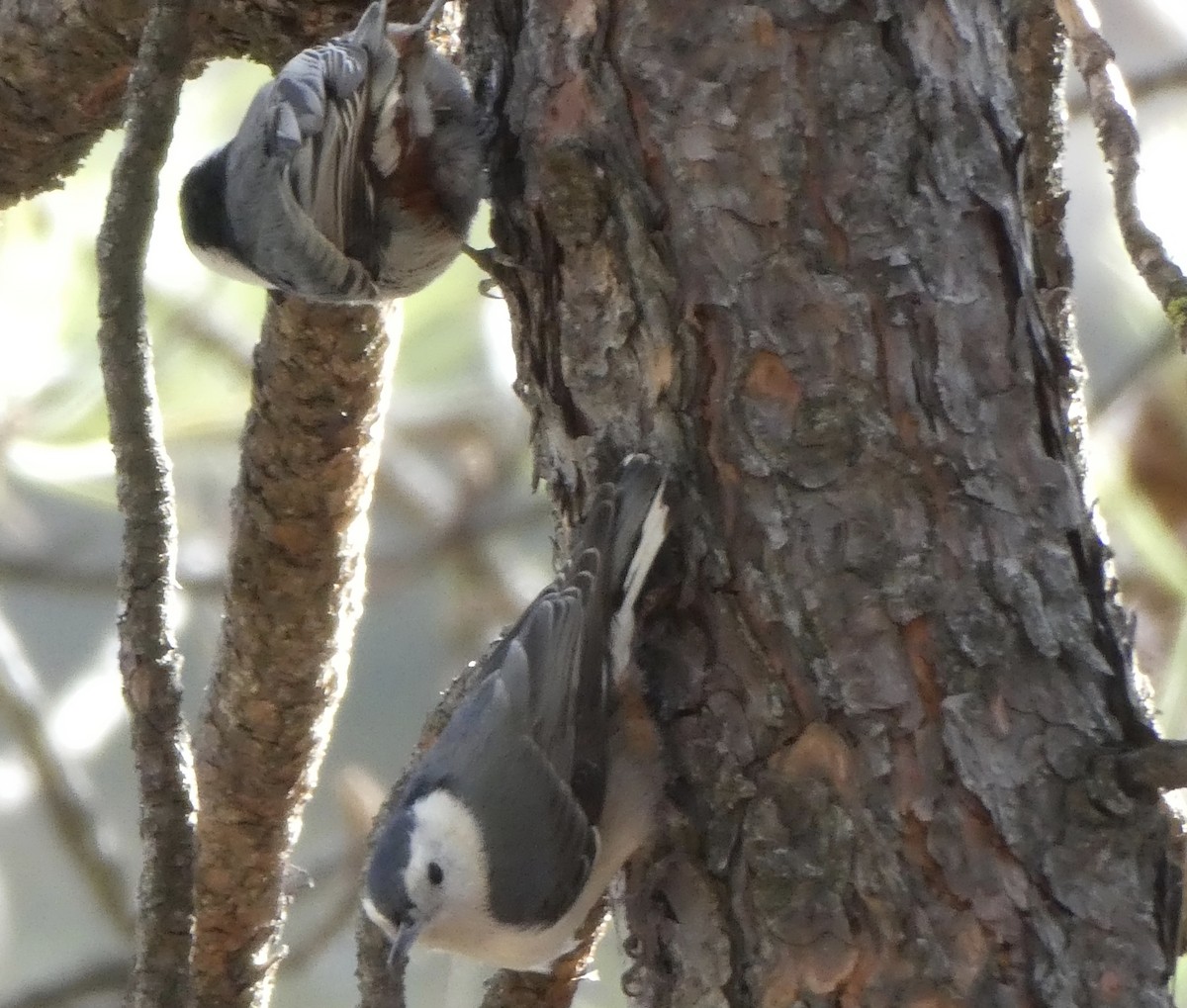 White-breasted Nuthatch - ML432178541