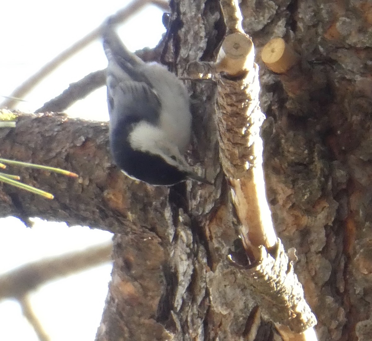 White-breasted Nuthatch - ML432178591