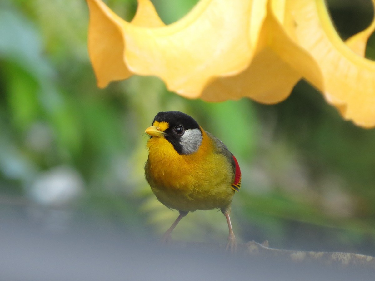 Silver-eared Mesia - ML432179501