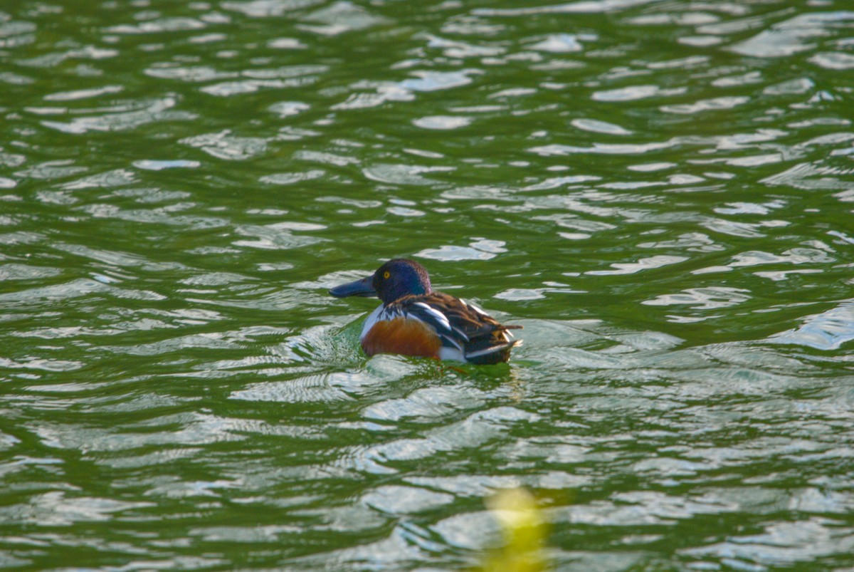 Northern Shoveler - ML432179621