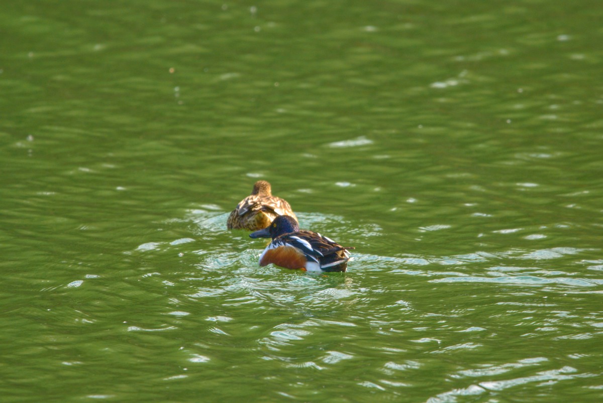 Northern Shoveler - ML432179641