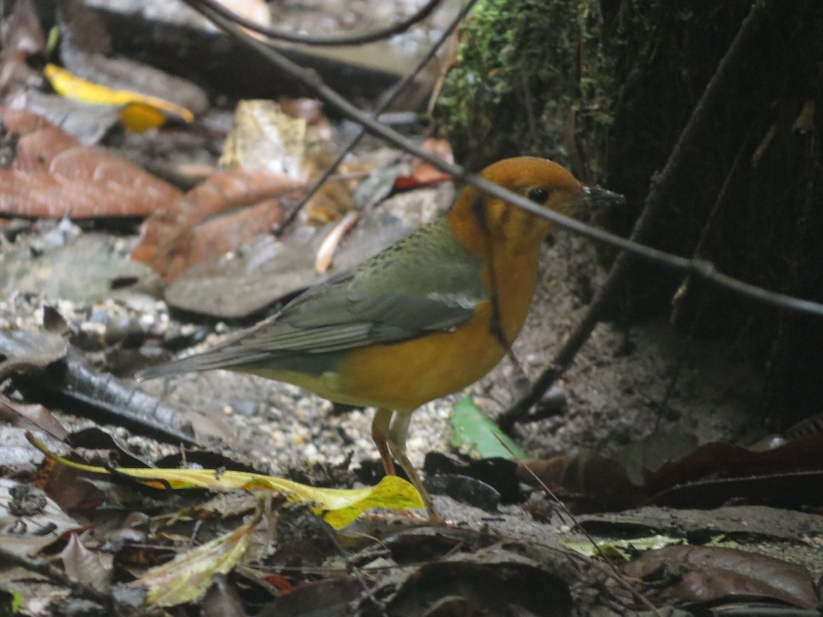 Orange-headed Thrush - ML432179711