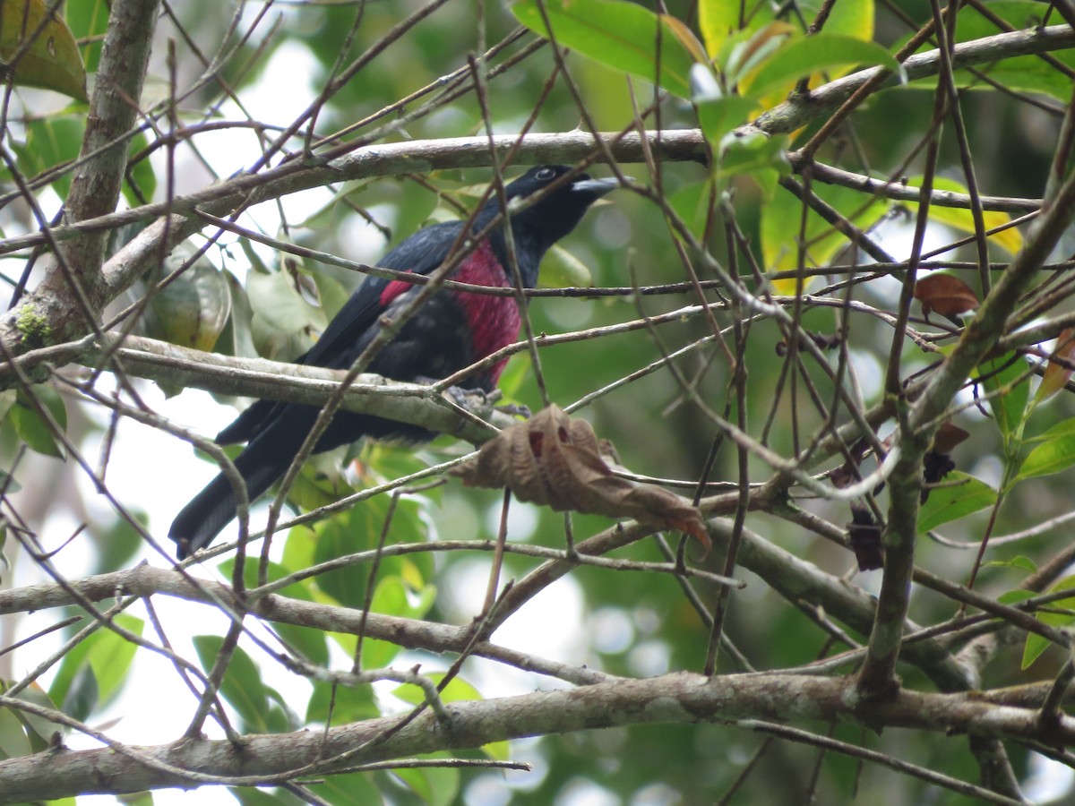 Black-and-crimson Oriole - Sze On Ng (Aaron)