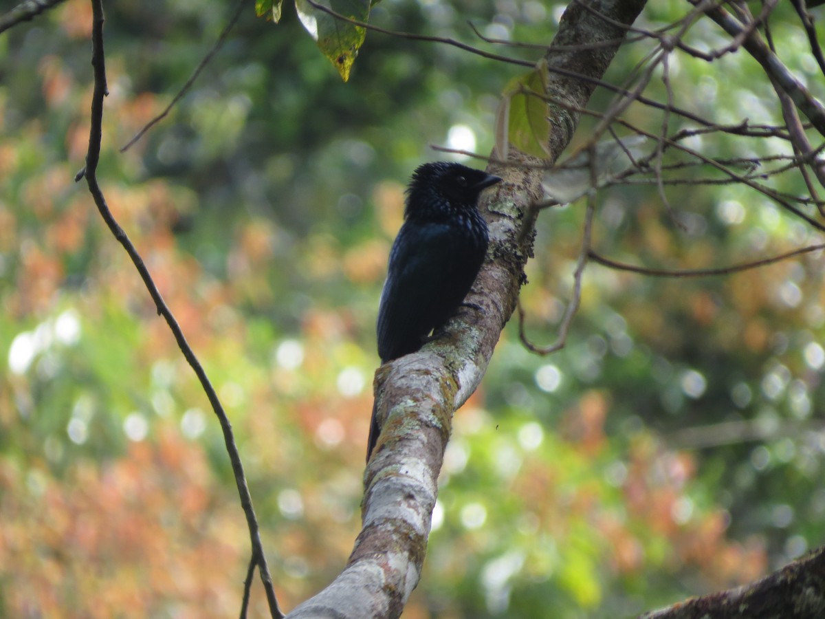 Lesser Racket-tailed Drongo - ML432180061