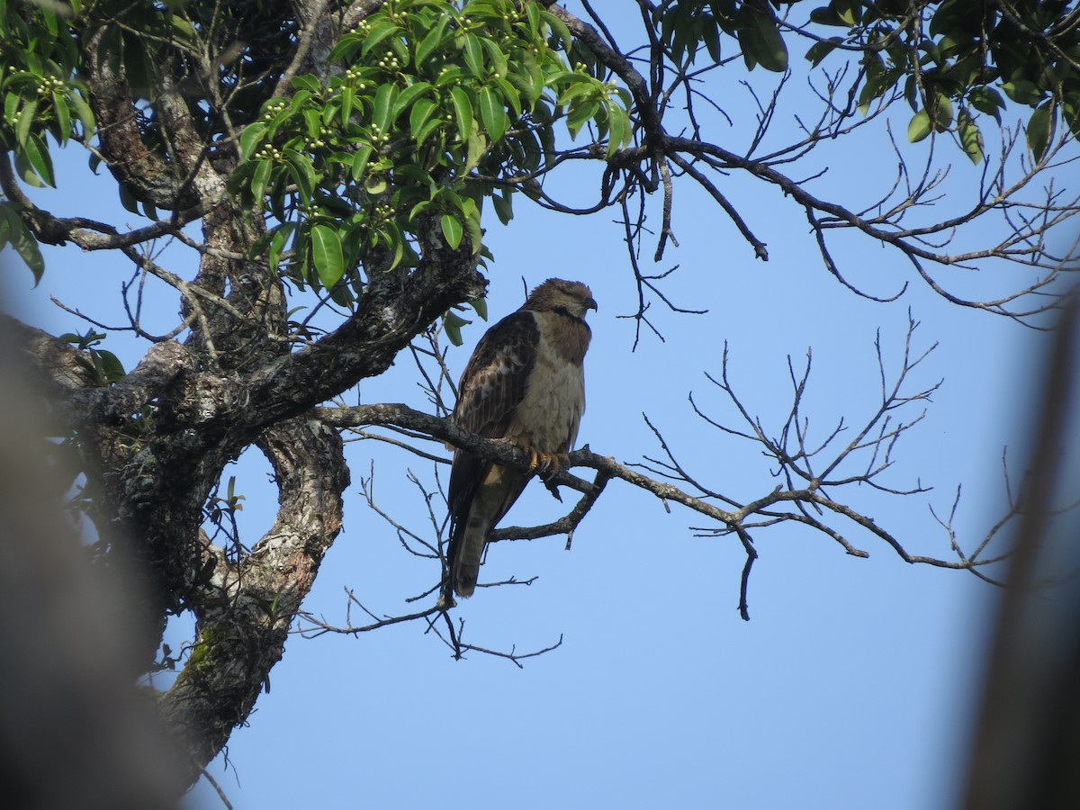 Oriental Honey-buzzard - ML432180581