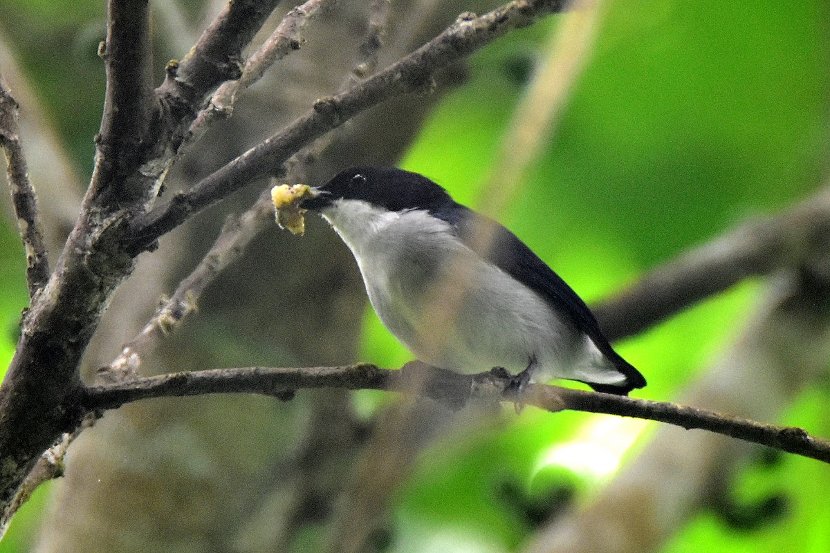 Bicolored Flowerpecker - ML432181601