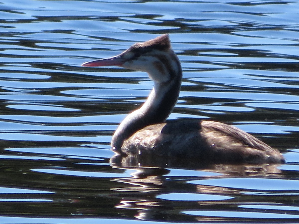 Great Crested Grebe - ML432181851