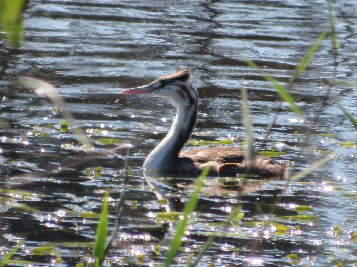 Great Crested Grebe - ML432181951