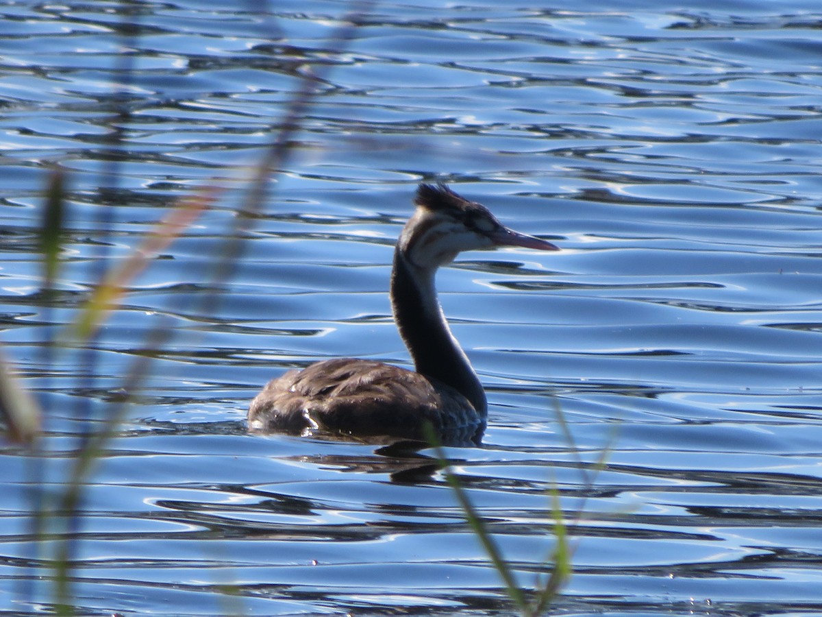 Great Crested Grebe - ML432182031