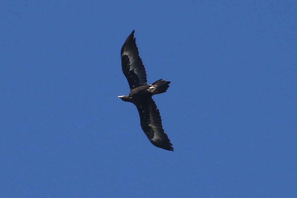 Wedge-tailed Eagle - ML432187391