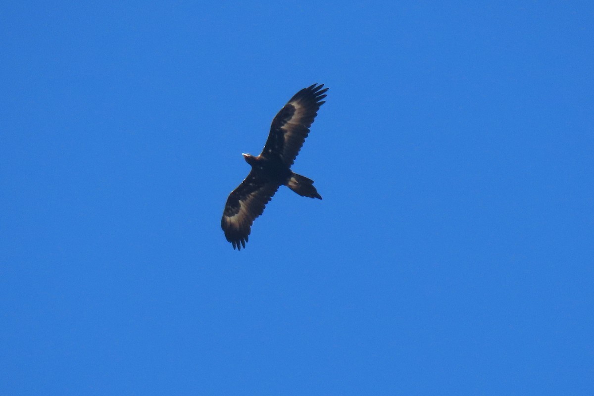 Wedge-tailed Eagle - ML432187401