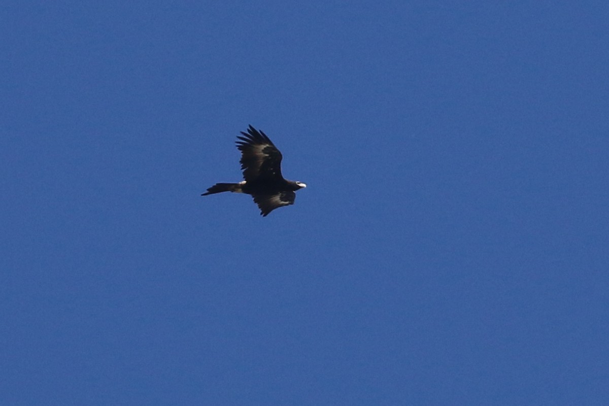 Wedge-tailed Eagle - ML432187411